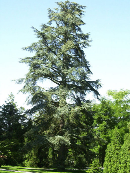 Spanische Tanne (Abies pinsapo)