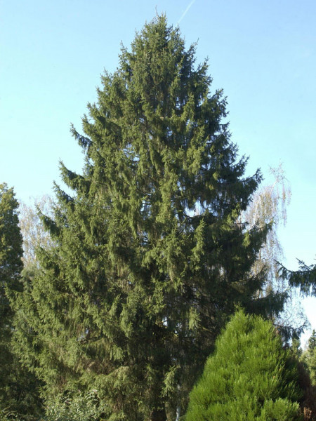 Fichte, Rotfichte (Picea abies)