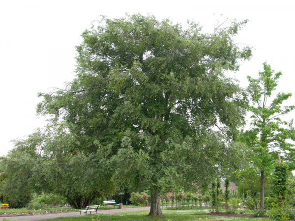 Orient-Buche (Fagus orientalis)