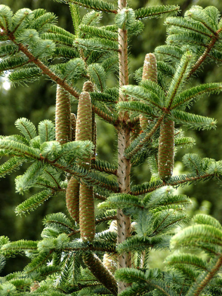 Nordmanntanne (Abies nordmanniana) Samenherkunft: Ambrolauri/Borshomi