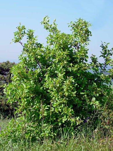 Kreuzdorn, Wegedorn (Rhamnus cathartica)