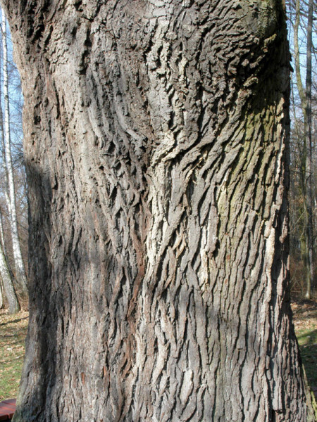 Traubeneiche (Quercus petraea)