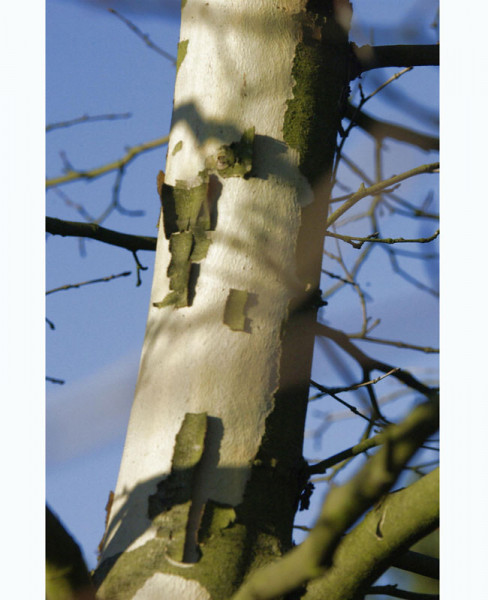 Morgenländische Platane (Platanus orientalis)