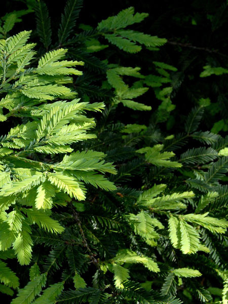 Küsten-Mammutbaum (Sequoia sempervirens)