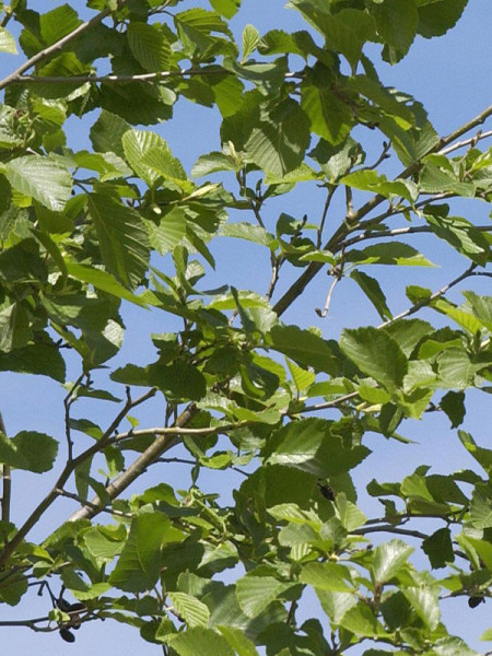 Weisserle (Alnus incana) Grauerle