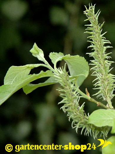 Salix caprea (Salweide, Palmweide)