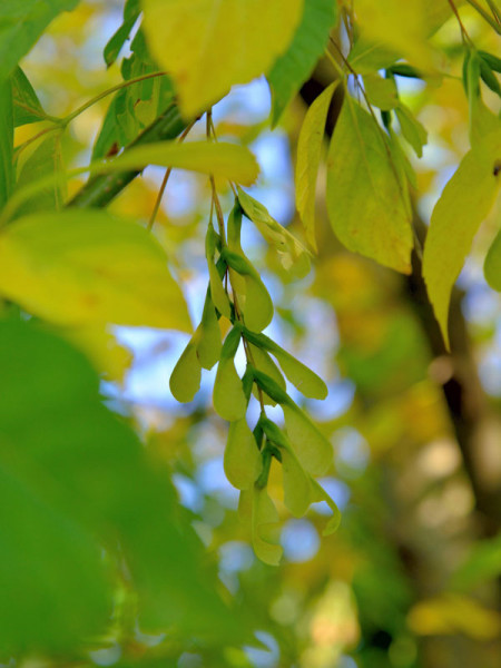 Eschenahorn (Acer negundo)