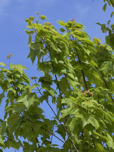 Rot-Ahorn (Acer rubrum)