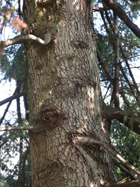 Weisstanne (Abies alba)