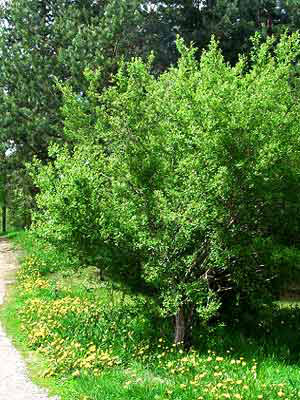 Pfaffenhütchen (Euonymus europaeus)