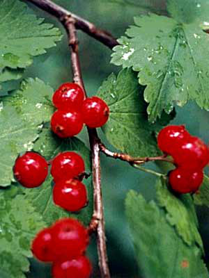 Wilde Johannisbeere (Ribes alpinum) Alpenjohannisbeere