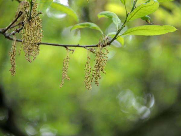 Schindel-Eiche (Quercus imbricaria)