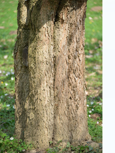 Amerikanischer Zürgelbaum (Celtis occidentalis)