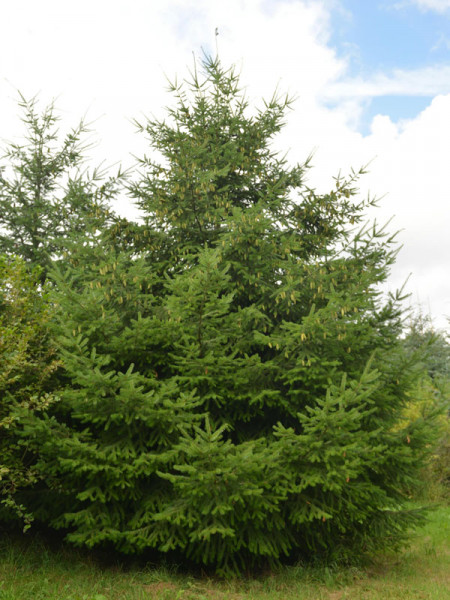 Douglasie (Pseudotsuga menziesii)