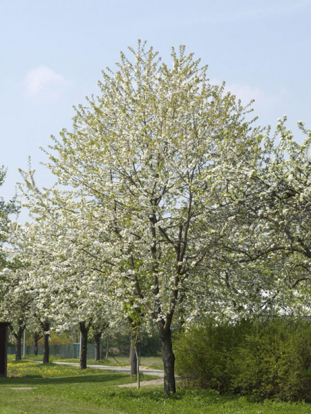 Wildkirsche (Prunus avium) Vogelkirsche