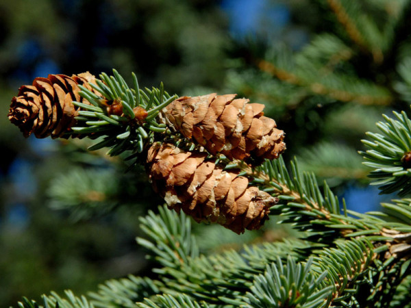 Weissfichte (Picea glauca)