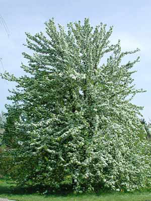 Wildbirne (Pyrus communis)