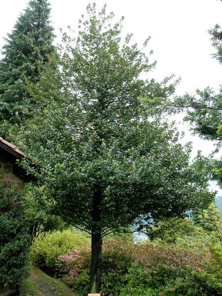 Europäische Stechpalme (Ilex aquifolium)