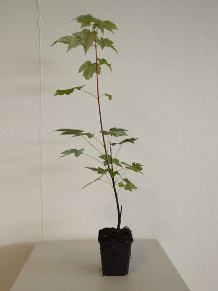 Rot-Ahorn (Acer rubrum)