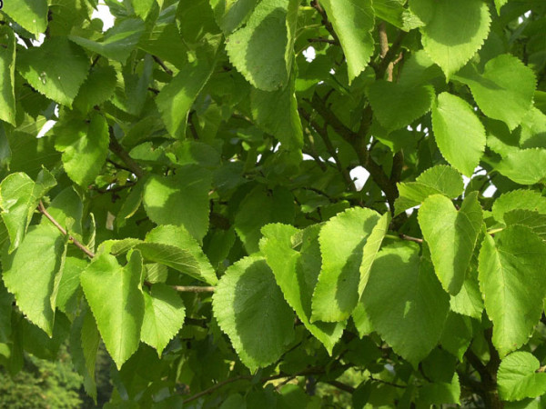 Weiße Maulbeere (Morus alba)