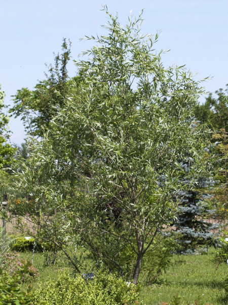 Purpurweide, (Salix purpurea)