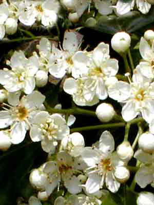 Elsbeere (Sorbus torminalis)