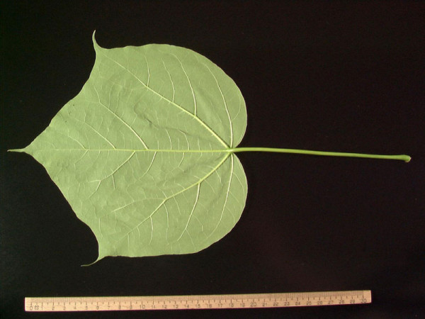 Prächtiger Trompetenbaum (Catalpa speciosa)