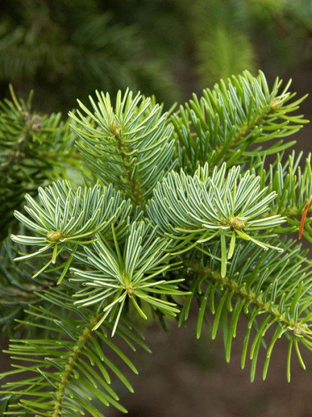 Griechische Tanne (Abies cephalonica)