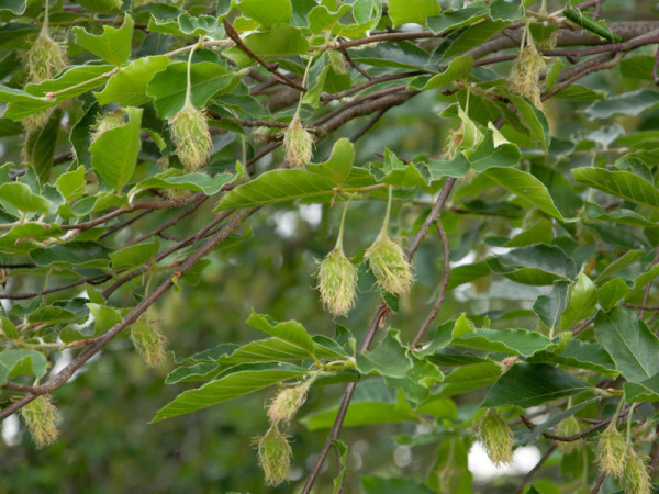 Orient-Buche (Fagus orientalis)