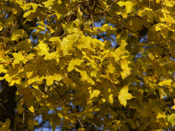 Französischer Ahorn, Felsenahorn, Burgenahorn (Acer monspessulanum)