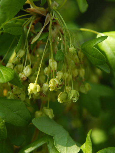 Französischer Ahorn, Felsenahorn, Burgenahorn (Acer monspessulanum)