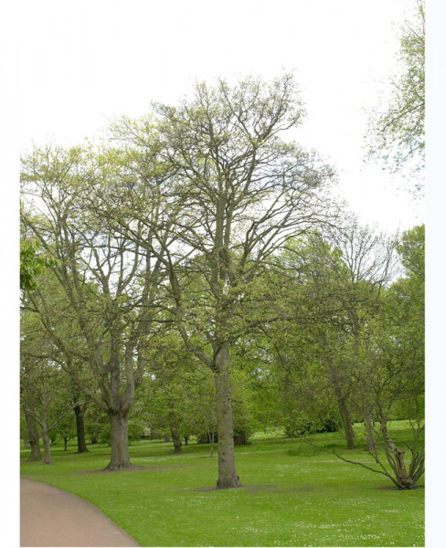 Schneeball-Ahorn (Acer opalus)