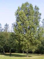 populus-robusta-forst