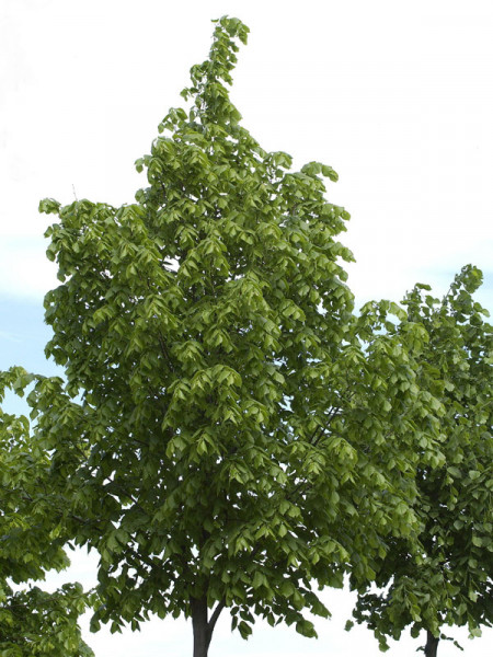 Sommerlinde (Tilia platyphyllos)