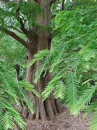 metasequoja-glyptostroboide