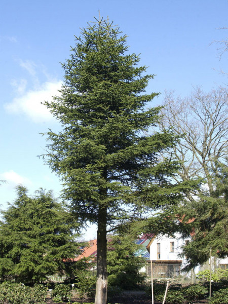 Kilikische Tanne (Abies cilicia)