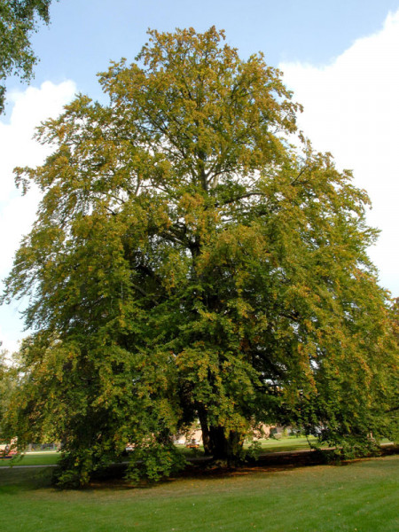 Rotbuche (Fagus sylvatica) - XL Produkt