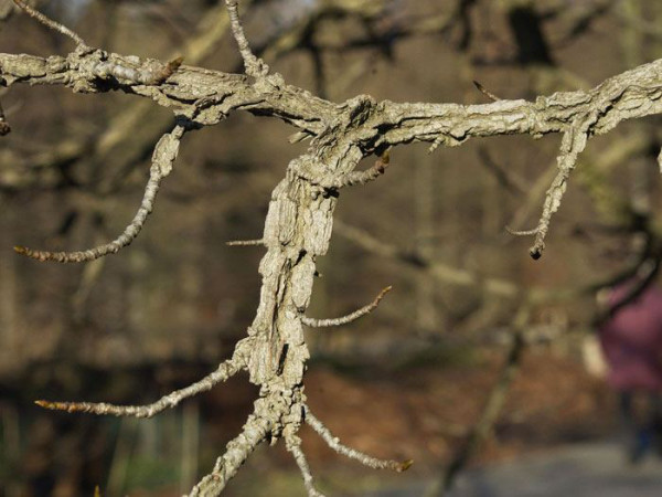 Amberbaum (Liquidambar styraciflua)