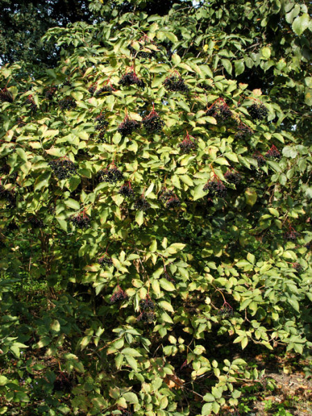 Schwarzer Holunder (Sambucus nigra)