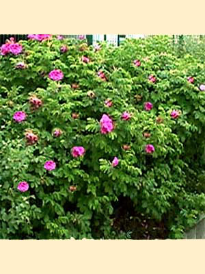 Kartoffelrose, Apfelrose (Rosa rugosa)