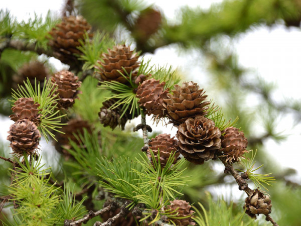 Japanische Lärche (Larix kaempferi)