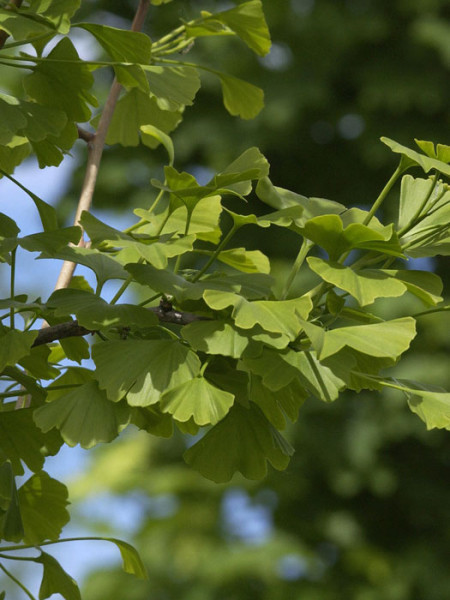 Fächerblattbaum (Ginkgo biloba)