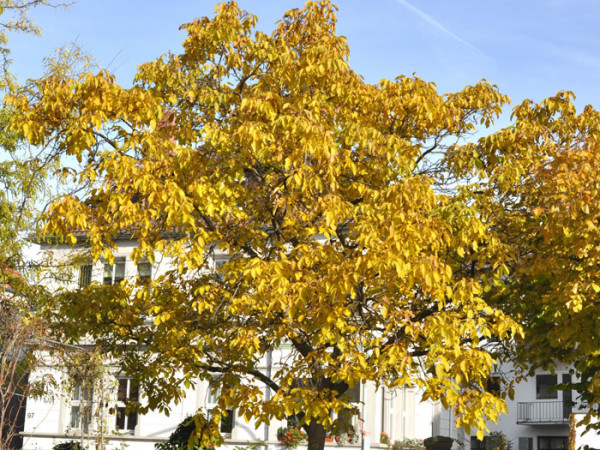 Juglans regia, Walnuss-Sämling
