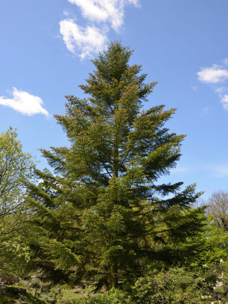 Weisstanne (Abies alba)