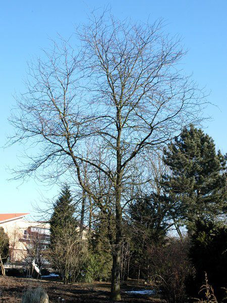 Lederhülsenbaum, falscher Christusdorn (Gleditsia triacanthos)