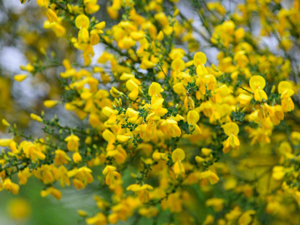 Besenginster (Cytisus scoparius)