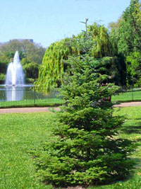 abies-veitchii-forst