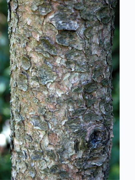 Hakenkiefer/Spirke (Pinus uncinata)