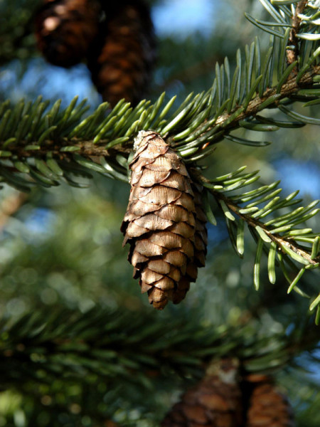 Serbische Fichte (Picea omorica)