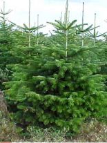 abies-nordmanniana-forst